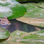 Clip Le jardin du Grand Jas - chansons OUMBI