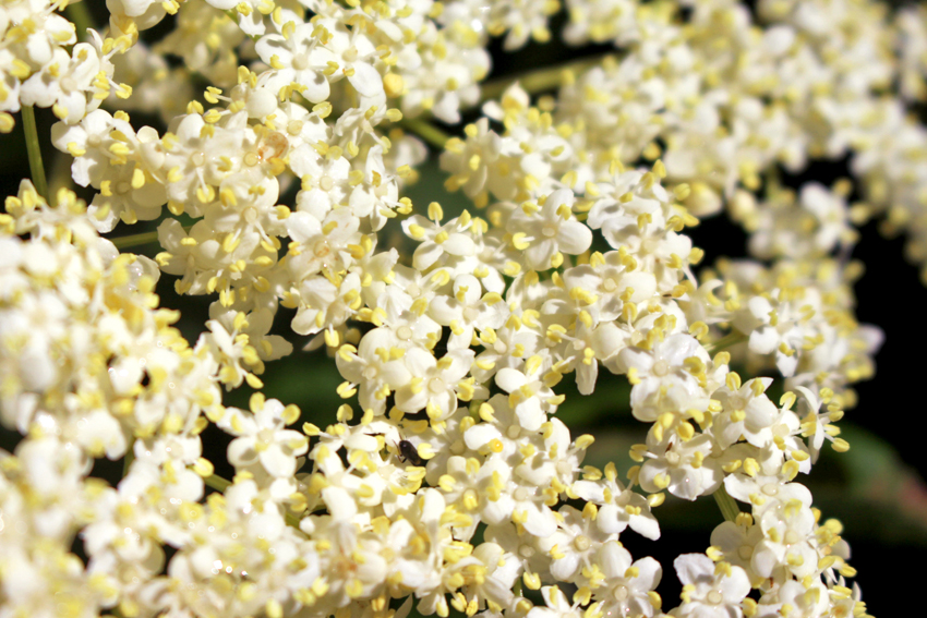 Fleurs de sureau noir Oumbi nature