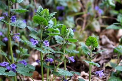 Le Lierre terrestre de A à Z - vidéo OUMBI Permaculture agroécologie etc