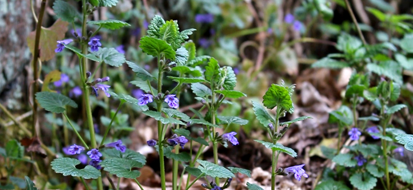 Le Lierre terrestre de A à Z - vidéo OUMBI Permaculture agroécologie etc