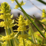 Gaillet croisette - Herbe à miel - Vidéo de A à Z - Oumbi - Permaculture etc.