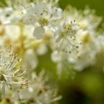 Fleurs de Reine des près - vidéos - OUMBI.fr