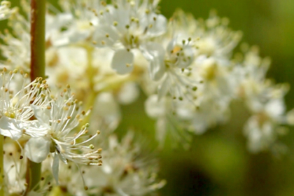 Fleurs de Reine des près - vidéos - OUMBI.fr