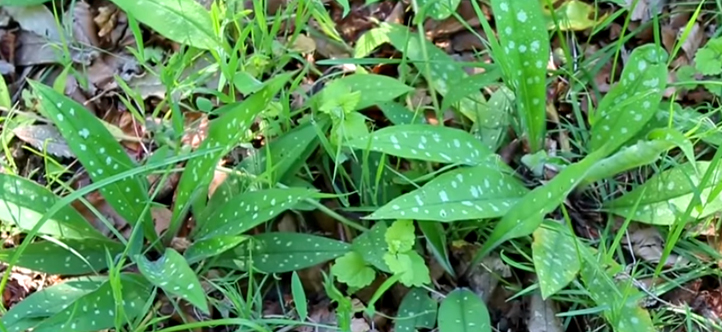 Image MEA Pulmonaire de A à Z permaculture vidéo oumbi.fr