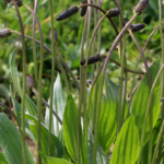 Le plantain de A à Z vidéo OUMBI