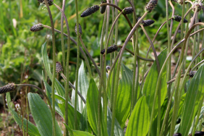 Le plantain de A à Z vidéo OUMBI