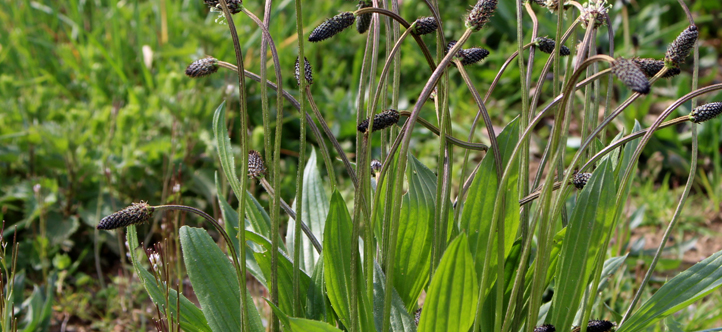 Image MEA Plantain