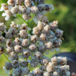 Achillée millefeuille - Plantes de sorcières - balade botanique OUMBI.fr