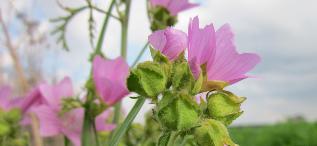 Image MEA Malva moschata 5 plantes