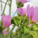 Malva moschata mauve musquée oumbi.fr