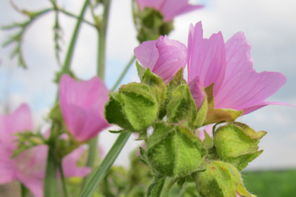 Malva moschata mauve musquée oumbi.fr