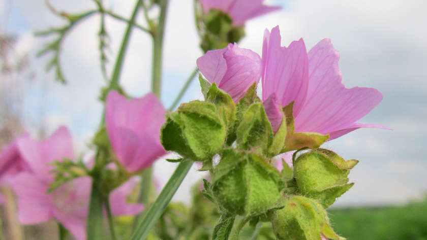 Malva moschata mauve musquée oumbi.fr