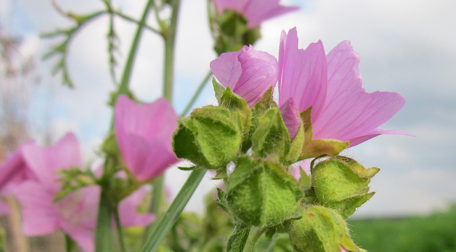 Malva moschata mauve musquée oumbi.fr