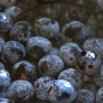 prunelles lactofermentation - vidéo 5 fruits sauvages - www.oumbi.fr