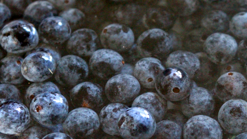 prunelles lactofermentation - vidéo 5 fruits sauvages - www.oumbi.fr